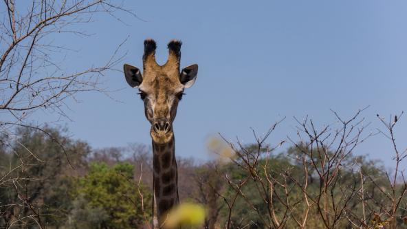 Giraffe