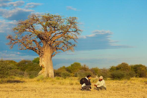 Nxai Pan Camp - Baobab