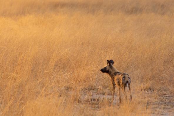 Splash Camp - Kwara Wildhund