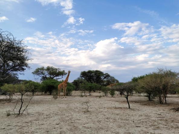 Giraffe Thamo Telele Maun Botswana