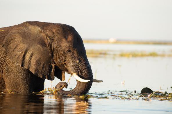 Botswana Chobe - Elefant