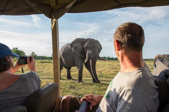 Botswana Land Cruiser - Elefant