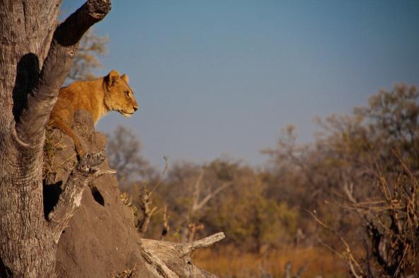 Botswana Moremi - Löwin
