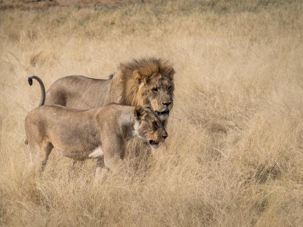 Etosha Namibia Sunway Löwen