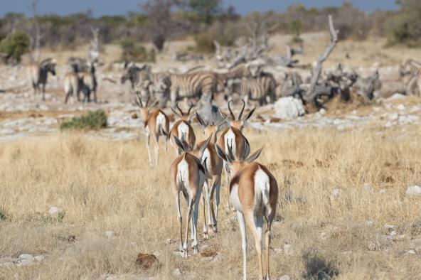 Etosha Namibia Sunway