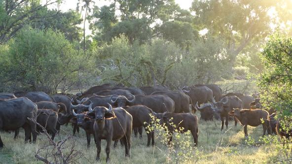 Busch Okavango Delta Botswana Büffel