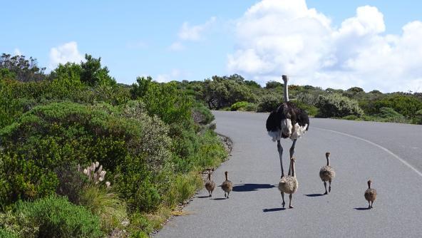 Familie Strauß Südafrika Küken Kinder 