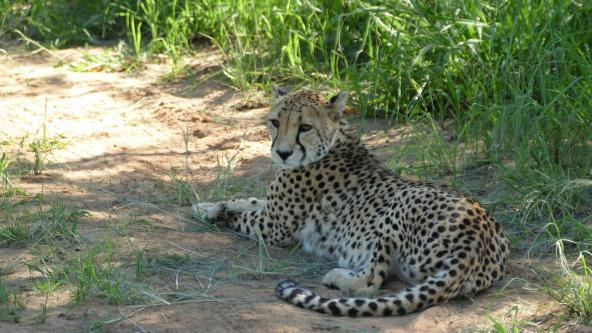Gepard Namibia Safari Südliches Afrika Cheetah View Lodge