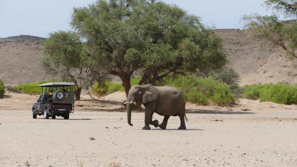 Wüstenelefanten Namibia Twyfelfontein Afrika Safari