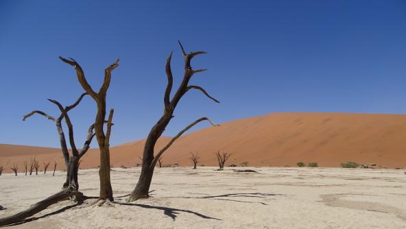 Deadvlei Kameldornbaum Düne Namib Wüste Namibia entdecken