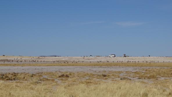 Etosha Nationalpark Wasserloch Pirschfahrt Namibia entdecken