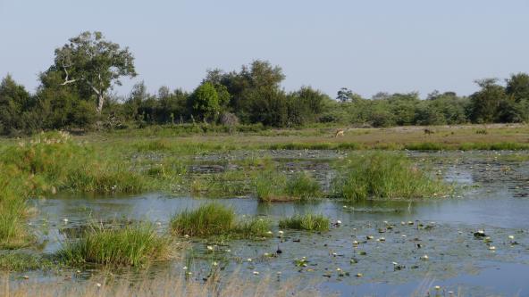 Namibia Caprivi Seerosen Lechwe Antilopen