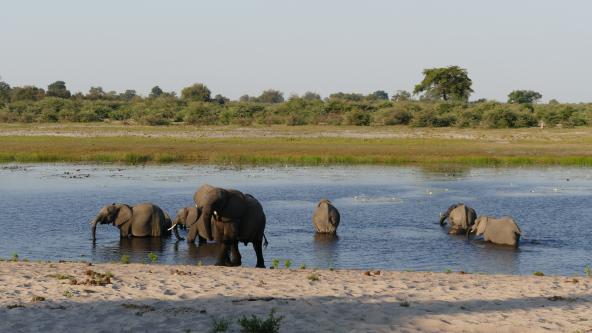 Namibia Caprivi Bwabwata Elefanten Horseshoe Bend
