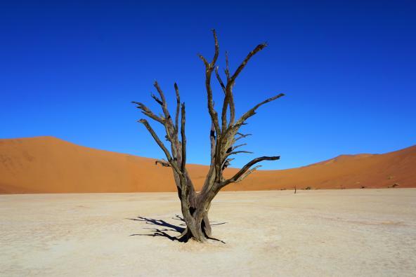 Deadvlei Namib Namibia