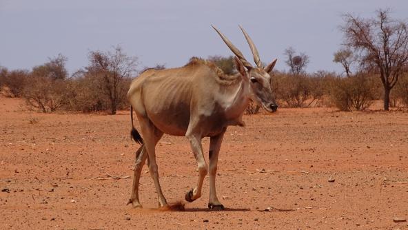 Elenantilopen Eland in der Kalahari