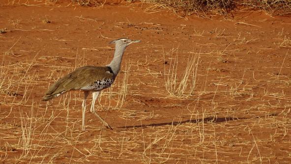 Kalahari Namibia