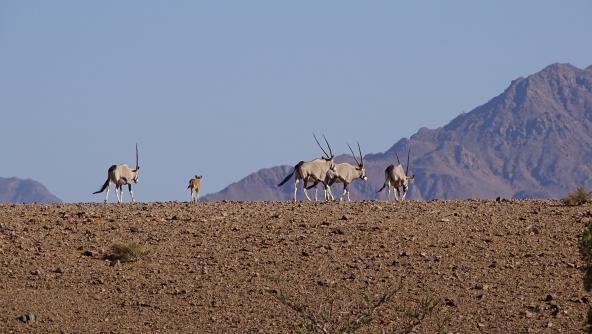 Namibia Oryx NamibRand