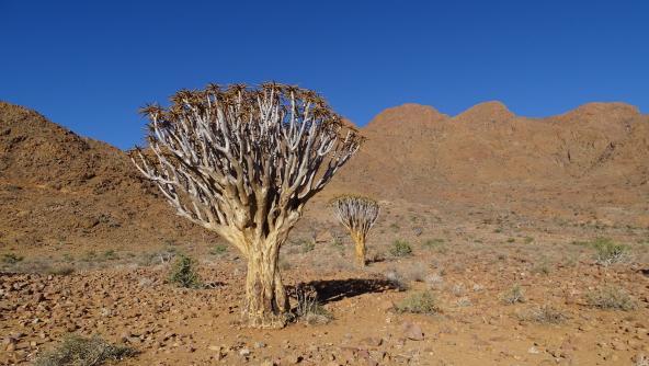 Köcherbaum Namibia