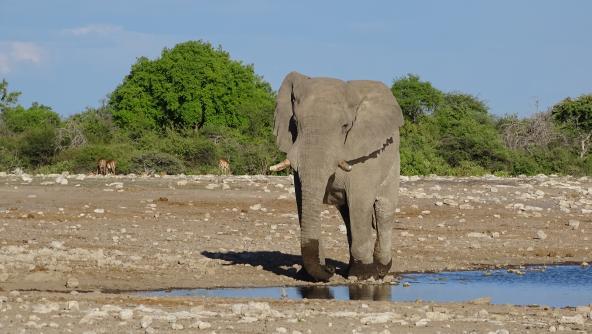 Elefant Klein Namutoni Etosha Nationalpark
