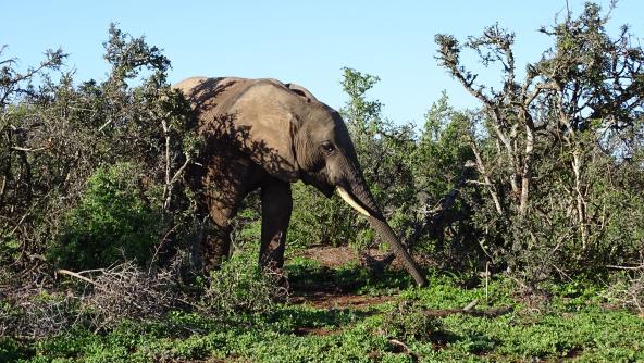 Elefant im Addo Elephant Nationalpark