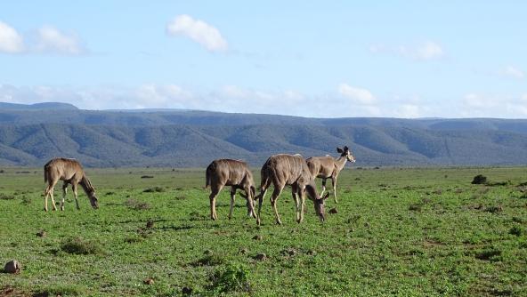 Auf Safari im Addo Elephant Nationalpark