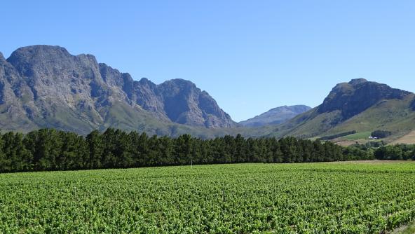 Weingebiet Franschhoek