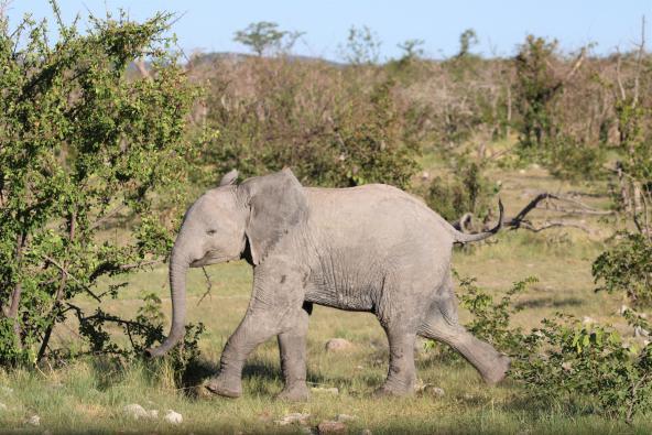 Namibia Etosha Babyelefant