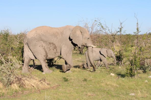 Elefant Namibia
