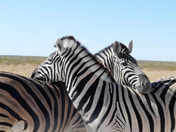 Zebras Etosha Nationalpark