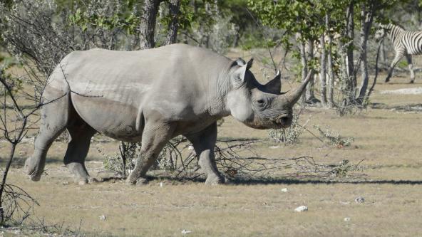 Spitzmaulnashorn Namibia