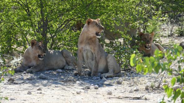 Löwen Etosha Heights Namibia
