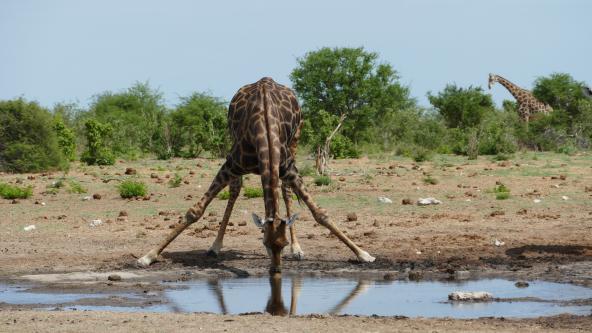 Giraffe Etosha