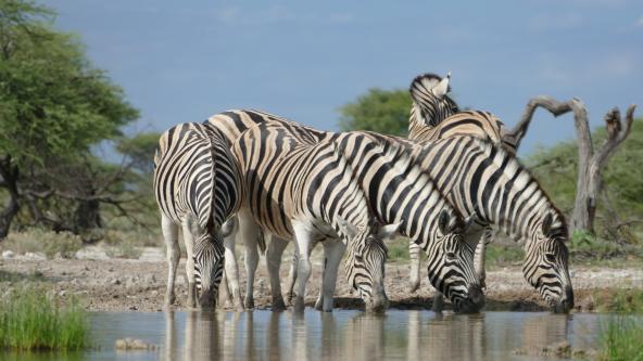 Zebras am Wasserloch Onguma