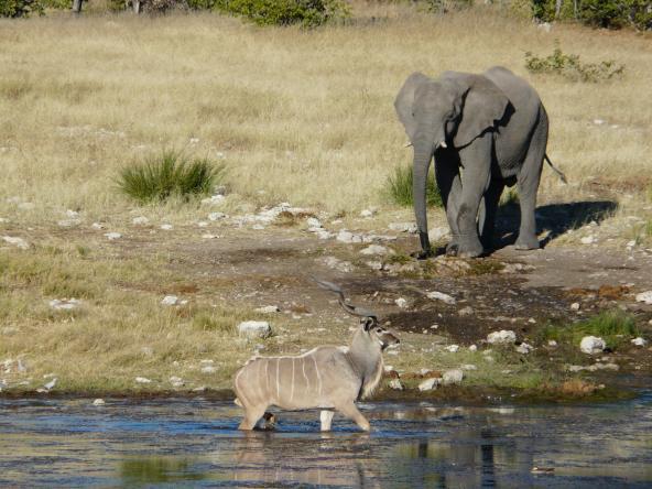 Safari am Wasserloch