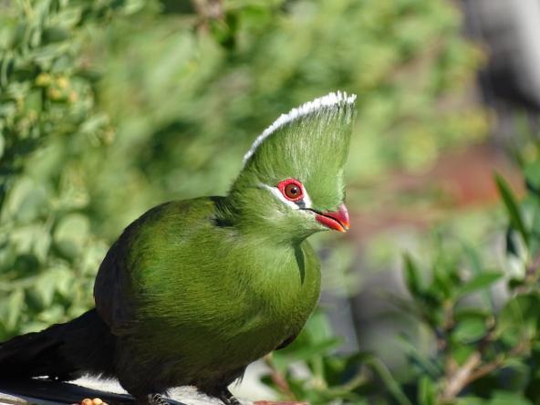 Knysna Turaco Vogelbeobachtung