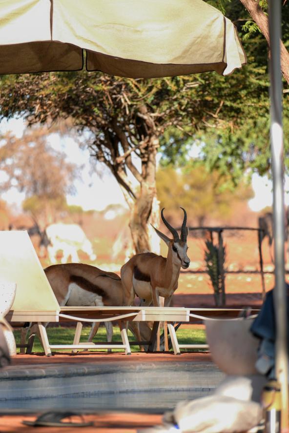 Kalahari Anib Lodge - Sicht vom Pool