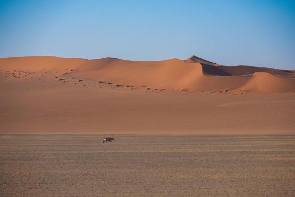 Sossusvlei Oryx