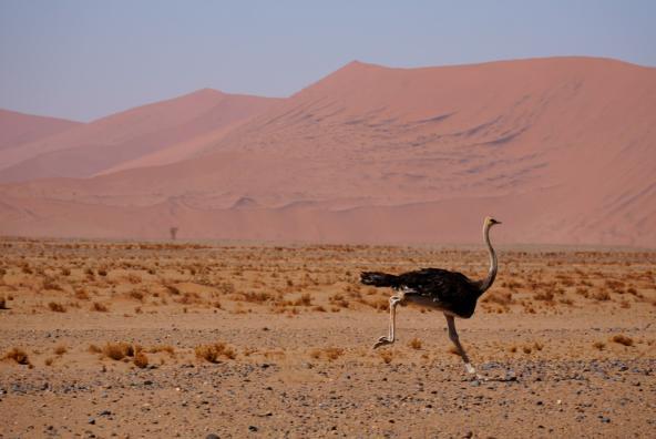 Sossusvlei Strauß