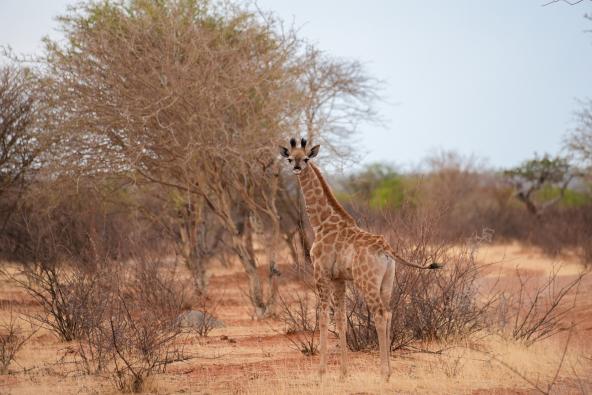 Giraffenjunges Ohorongo