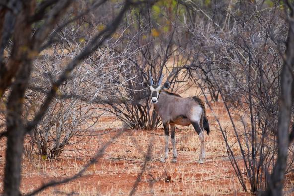 Oryxjunges Ohorongo