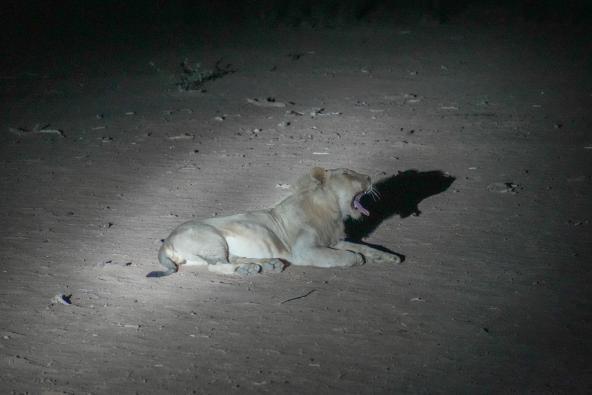 Löwe