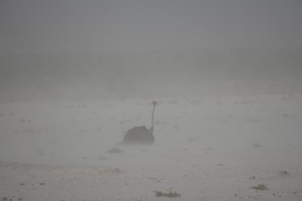 Sandsturm 