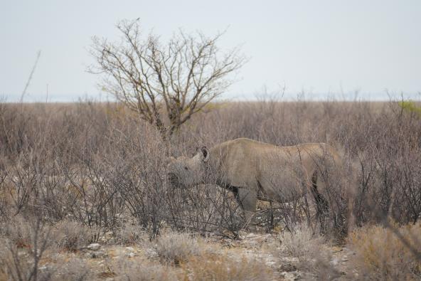Nashorn 