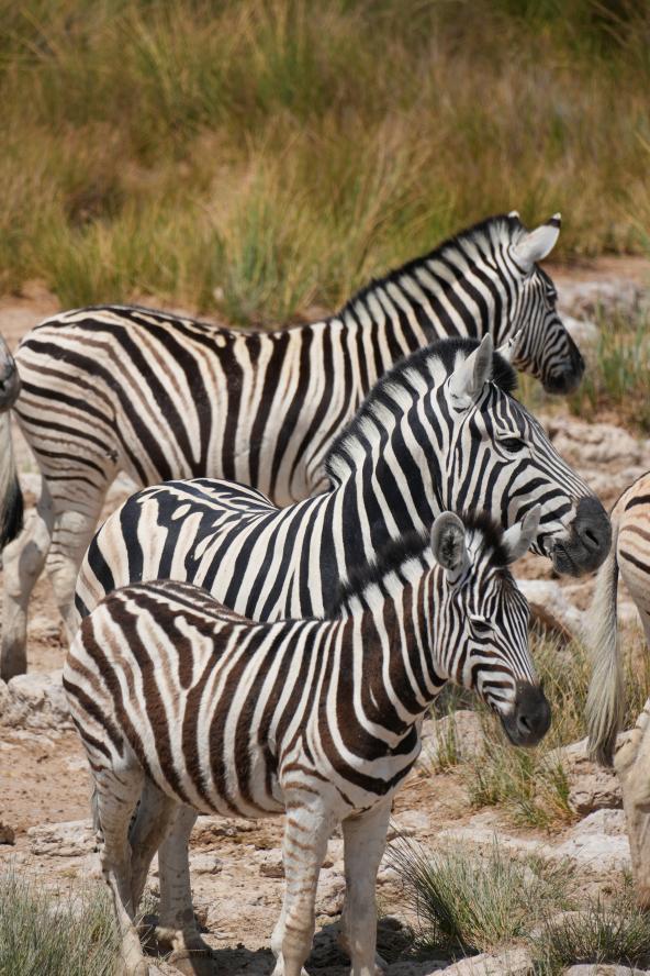 Zebras