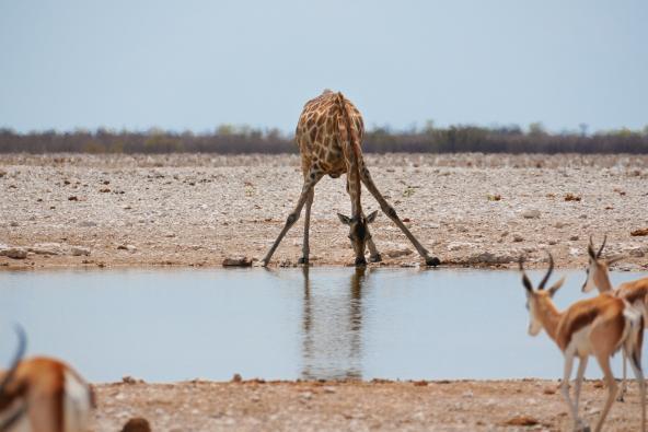 Giraffe am Wasserloch