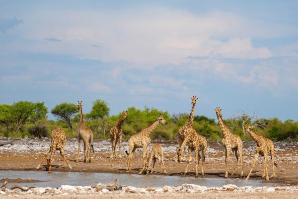 Giraffen