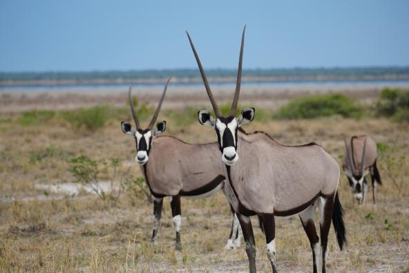Oryx im Etosha
