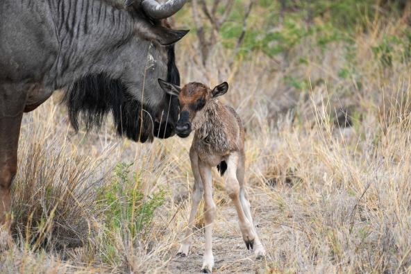 Junges Gnu