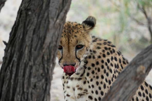 Gepard