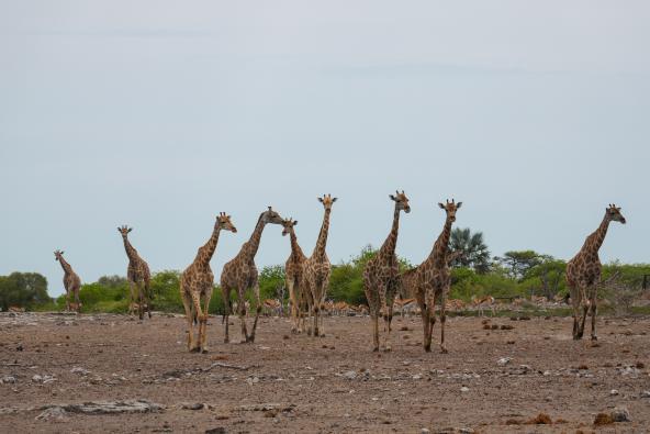 Giraffen